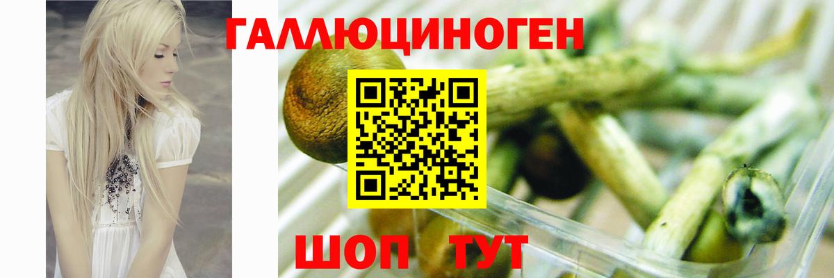 сколько стоит  Вход с VPN  Черногорск  Псилоцибиновые грибы прущие грибы 
